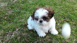 Cute puppy plays with golf ball