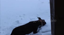 blizzard dog maggies first time in the snow