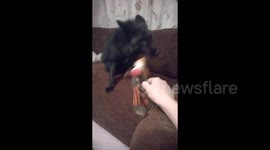 Pet fox plays with a toy fox