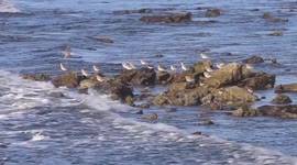Grey-Plovers fly on back