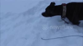 Dog plays in snow for first time