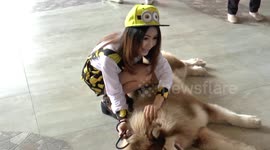 Dogs being friendly to people and a pig