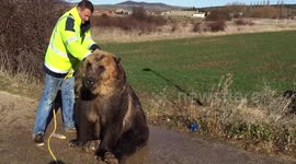 Russian man gives brown bear cool hose down in the Spanish sun