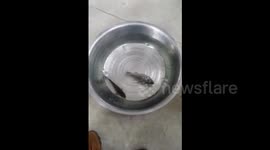 Frozen fish comes 'back to life' after being defrosted