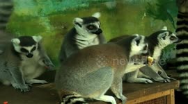 How zoo animals keep warm during the winter