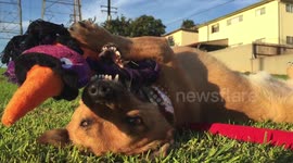 Dog opens PawPack in hilariously enthusiastic manner
