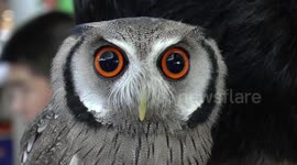 Exotic Pets on Show