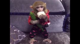 An obedient monkey picks up the dropped food
