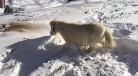 Possum the Miniature Horse celebrates the Jonas blizzard in Virginia