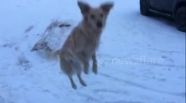 Enthusiastic Dog Excited to Play