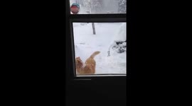 Bouncy Dog