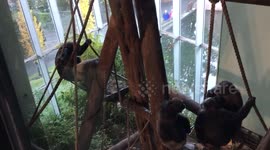 Monkeys Making Love