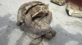 Tortoise trying to jump over another tortoise, but can't quite seem to do it