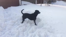 Cute labrador cannot work out where snowball went