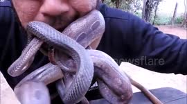 Man puts four snakes in his mouth