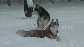 Siberian huskies play in blizzard snow in New Jersey
