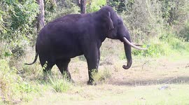 Leader tusk elephant crossed the road and waiting for other elephants females and babys just next to road to