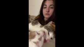 Cats steal the show: siblings Coco and Coffee share a kiss while owner enjoys morning coffee