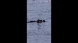 Mum and pup otter show how peaceful life is when you mind your own business