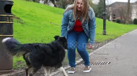 Litter-picking Border Collie picks up rubbish on dog walks - and neatly posts it in a bin