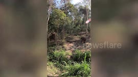 Elephants walk freely around resort in Chiang Mai, Thailand