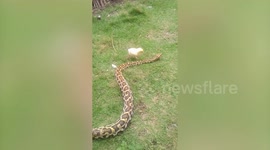 Fearless little chick pecks python in face in Indonesia