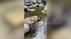 Black swan shares its own food with fish gathered nearby in stream