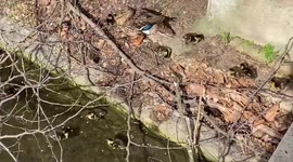 Lots of cute newborn ducklings roam around St James’s Park in central London
