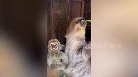 Sloth too lazy to eat as it nibbles on piece of grass