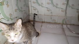 My beautiful cat Kitty is training herself to use our toilet .beautiful view of the cat