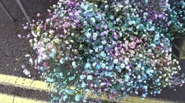 Flowers by Collier & Company landscape designers on sale in Belgrave Square