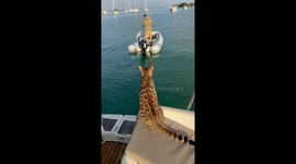 Toy overboard! Owners of sea-faring cat rescue pet's plaything from the water