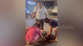 Animal rescue team revives injured dog with CPR