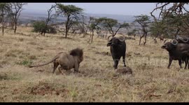 Lion forced to hide up tree by buffalo herd eventually fights them off