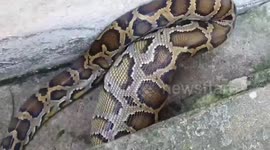 Huge python regurgitates chicken while escaping from animal handlers in Thailand