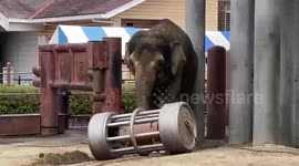 Borneo elephant plays with rolling toy in Japanese zoo