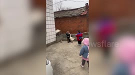 Feisty toddler squares off against aggressive pet goose