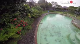 This endearing hedgehog rescue story will spike your heart with delight