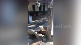 Short-legged puppy stands on hind legs to reach water in basin