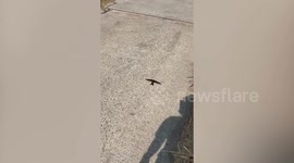 Hero passer-by rescues dying baby swallow on road in Thailand