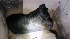 Hapless Rottweiler rescued after falling into drain in Thailand