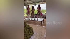 Durian farm owner hires dancers to motivate workers during harvest season