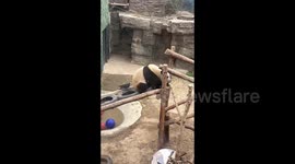 Hilarious moment defiant panda fights back against persistent crow's pecking at Beijing Zoo