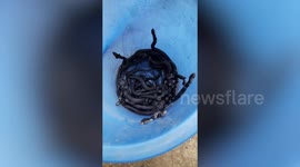 Terrifying baby king cobras hiss inside blue bucket