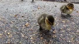 Incredibly cute newborn ducklings take their first steps in a London park