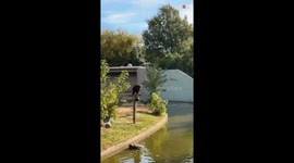 Playful monkey enthusiastically plays a game of catch with children at Tulsa Zoo