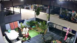 Naughty pet cat leaps over fence to escape and play outside