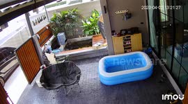 Clumsy pet dog slips and falls into koi pond