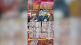 Scottish Fold cat sits on top of gold jeweller and sleeps on stacks of cash at shop