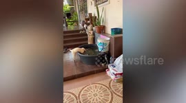 Labrador Retriever puppy cools off in garden tub filled with fish